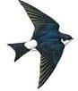 PIcture of a house martin in flight