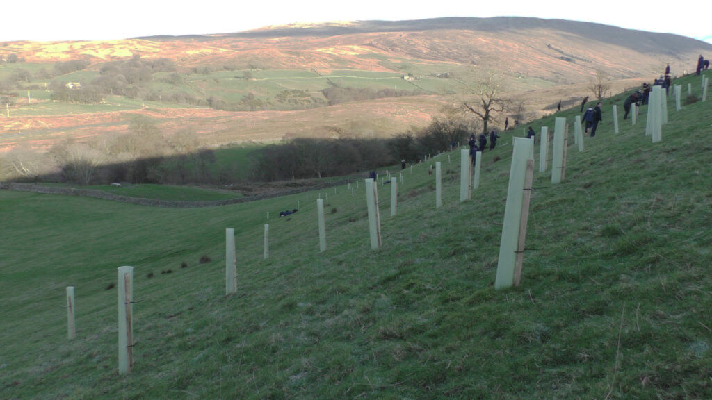 Tree planting at Low Branthwaites