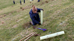 Tree planting at Low Branthwaites