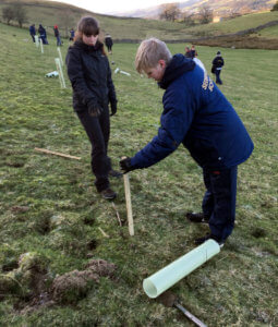Tree planting at Low Branthwaites