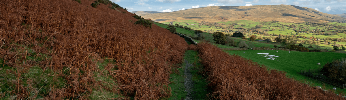 Along the fell wall above Sedbergh